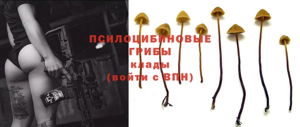 гашик Гусев