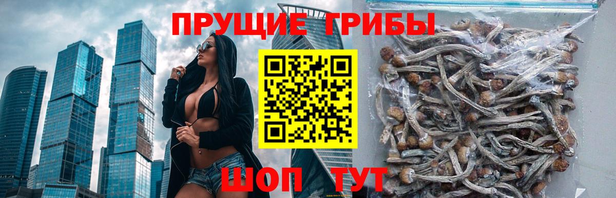 Галлюциногенные грибы Psilocybe  Вход с VPN  Можга  Галлюциногенные грибы Cubensis 
